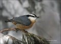 Red-breasted-Nuthatch;Nuthatch;New-Mexico;Southwest-USA;Sitta-canadensis;one-ani